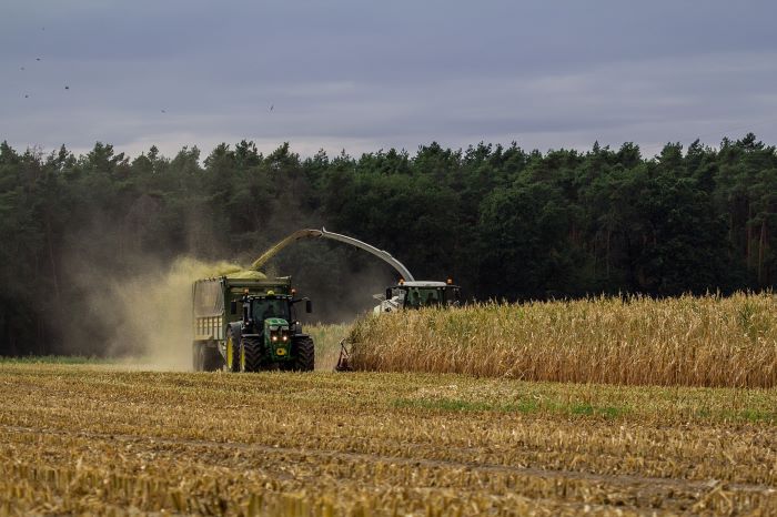 Corn Harvest