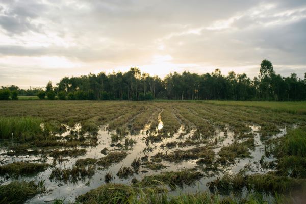 Farm Field Moisture Damage