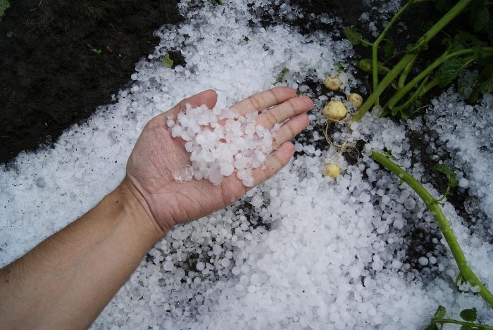 Crop Damage From Hail
